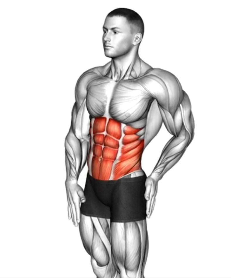 Abs&Arms Master-Ultimate EMS Muscle Trainer - Pro Wear&Gear